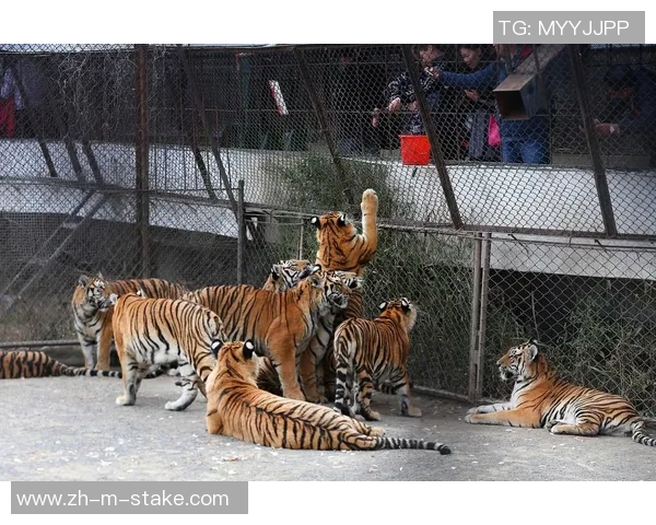 老虎与猛龙的巅峰对决谁将成为森林之王的霸主